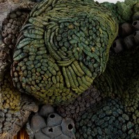 <a href=https://www.galeriegosserez.com/gosserez/artistes/l-c-lab.html> L&C Lab</a> - Biomater